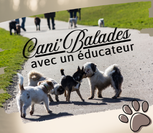 Cani balades