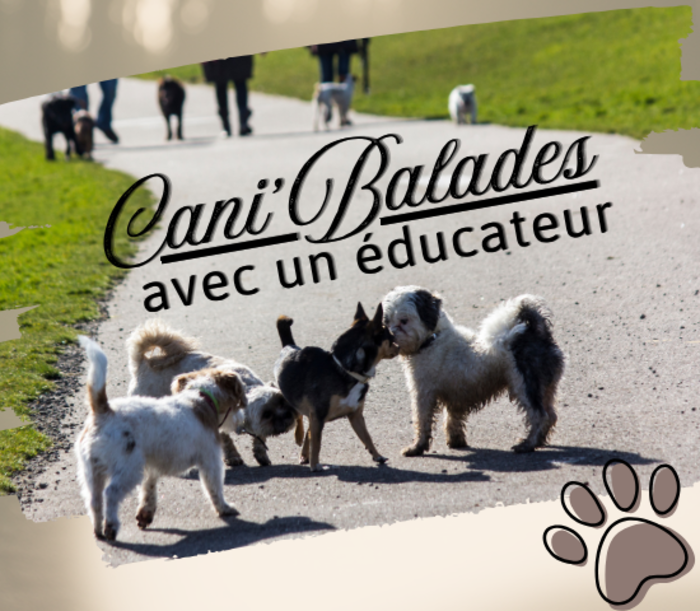 Cani balades